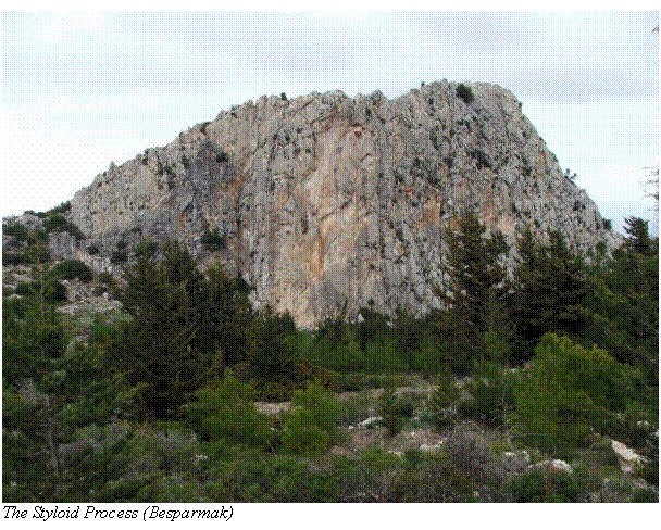 Text Box:  The Styloid Process (Besparmak)