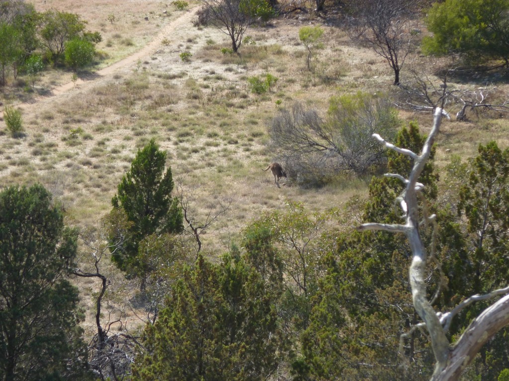 A kangaroo at the bottom of the crag distracted me from belaying...