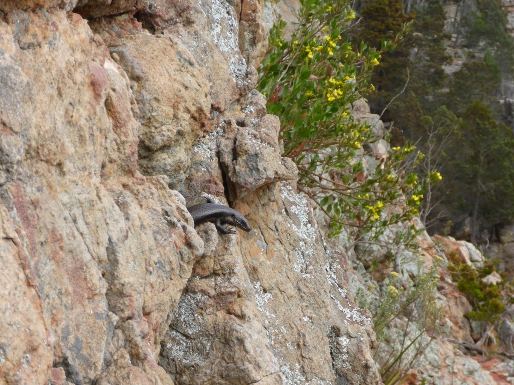 One of the unusual things to watch out for at Arapiles was lizards on the handholds...