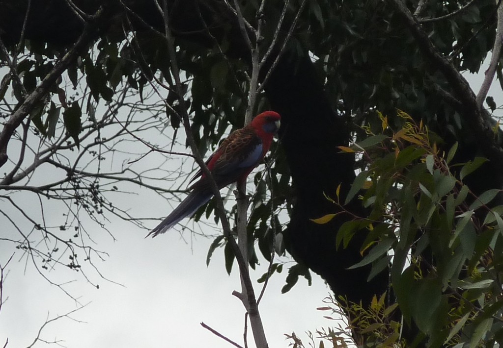 Crimson Rosella