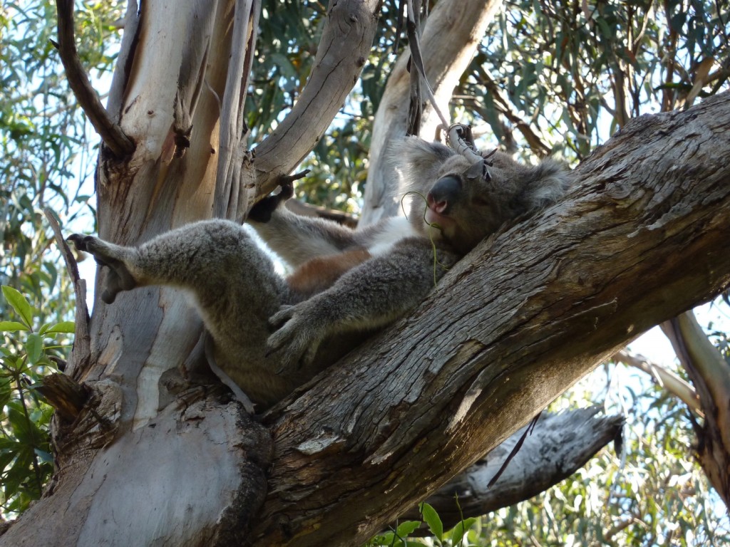 Cape Otway was great for Koala spotting