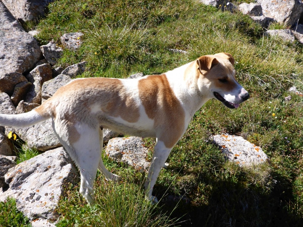 Limba was Ivan's dog, and for some reason he left her behind when he left with the horses. She became the camp dog...