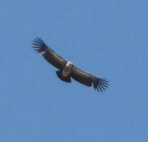 We saw a few of these huge vultures soaring around the place