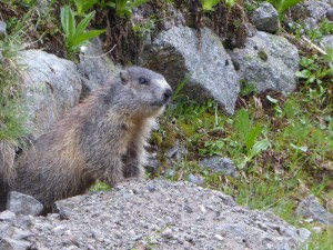 Marmot!