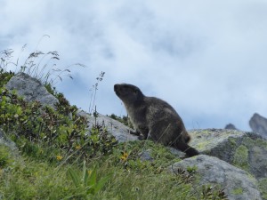 Another marmot!