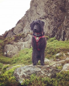 Hettie! The best mascot scrambling climbing dog...of course